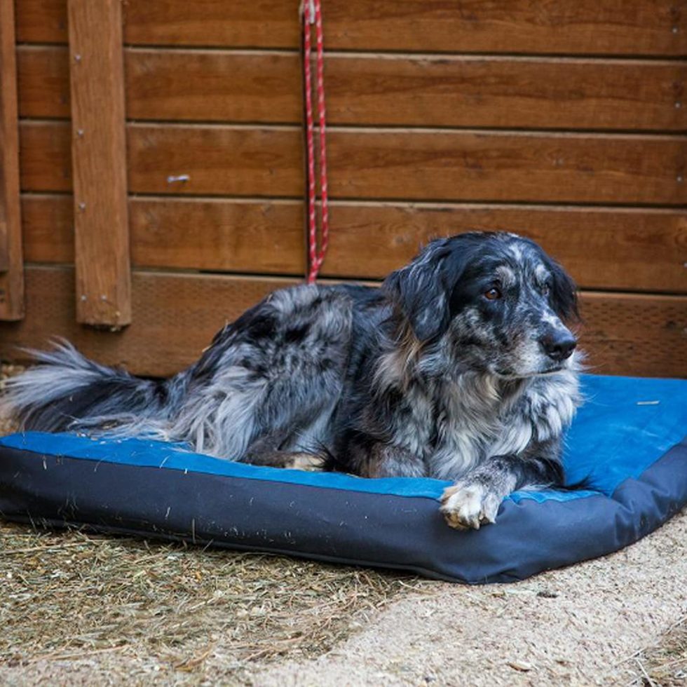 ruffwear urban sprawl dog bed