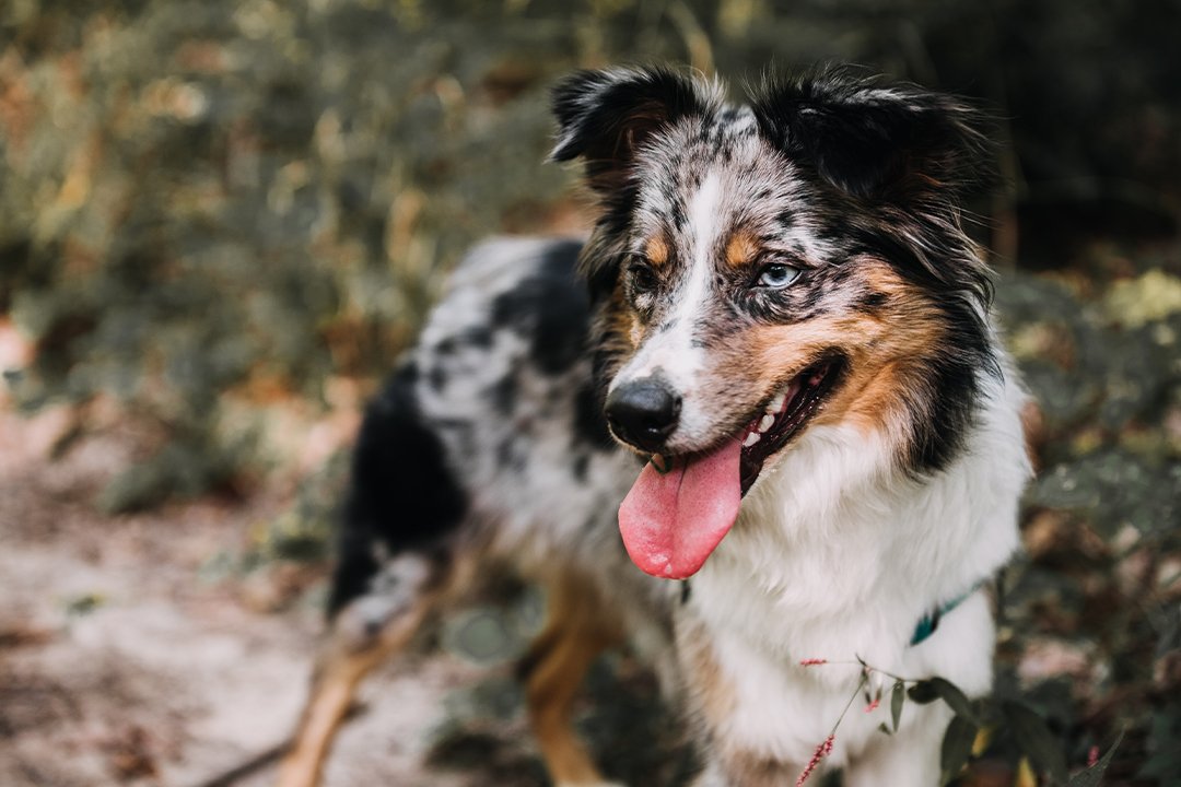 Australian Shepherd is one of the great Dog Breeds for Hiking and Backpacking