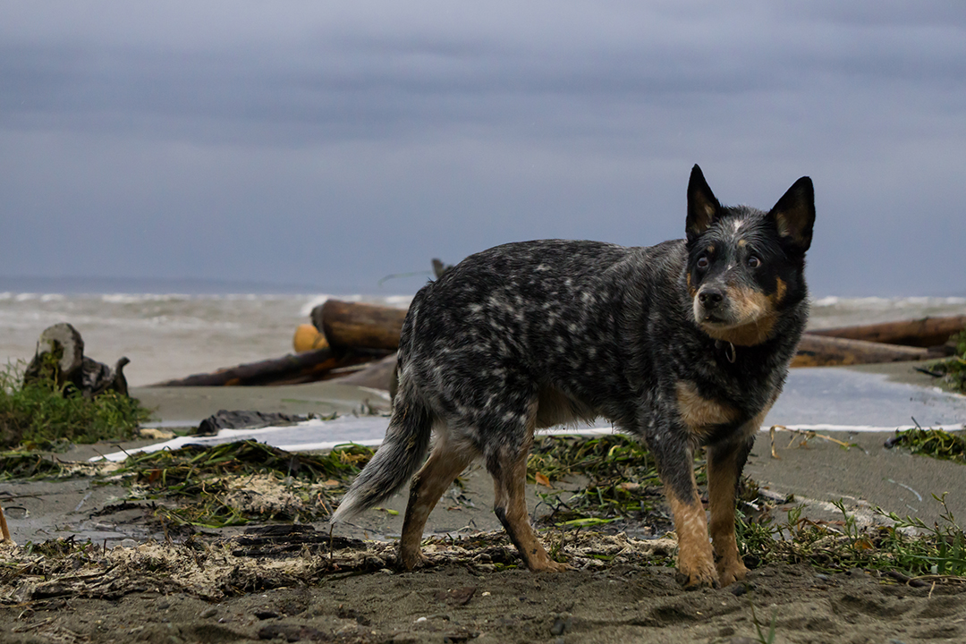 Australian Cattle Dog Hiking