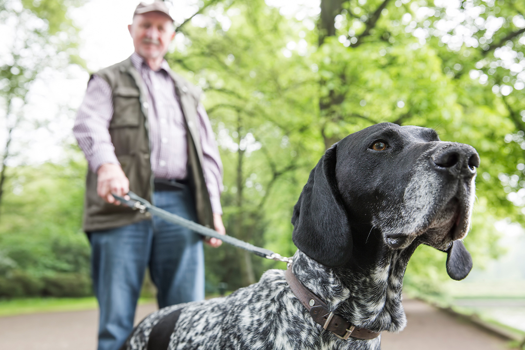 German Shorthair is one of the wonderful Dog Breeds for Hiking and Backpacking