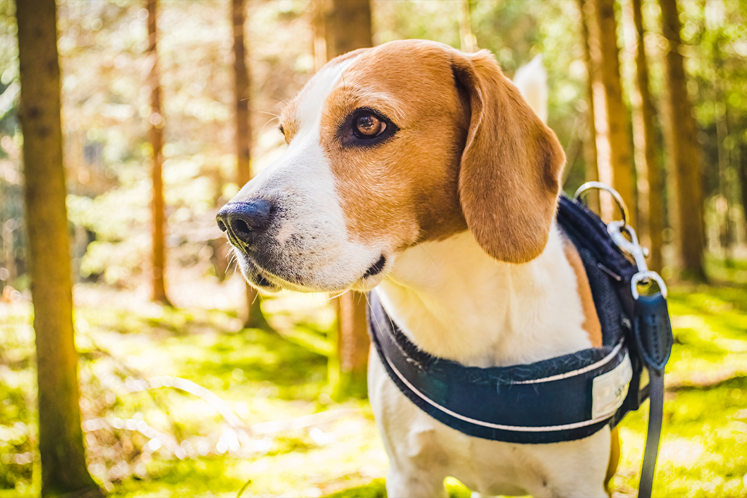 beagle camping