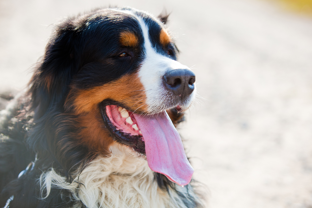 Bernese Mountain Dogs for hiking and backpacking