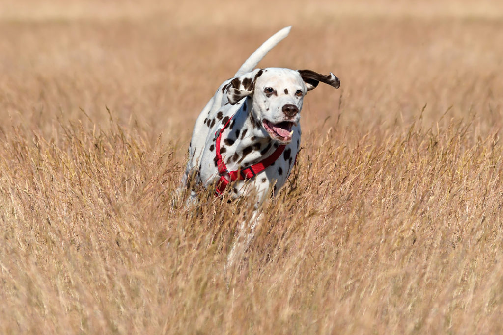 Dalmatian wearing sunscreen