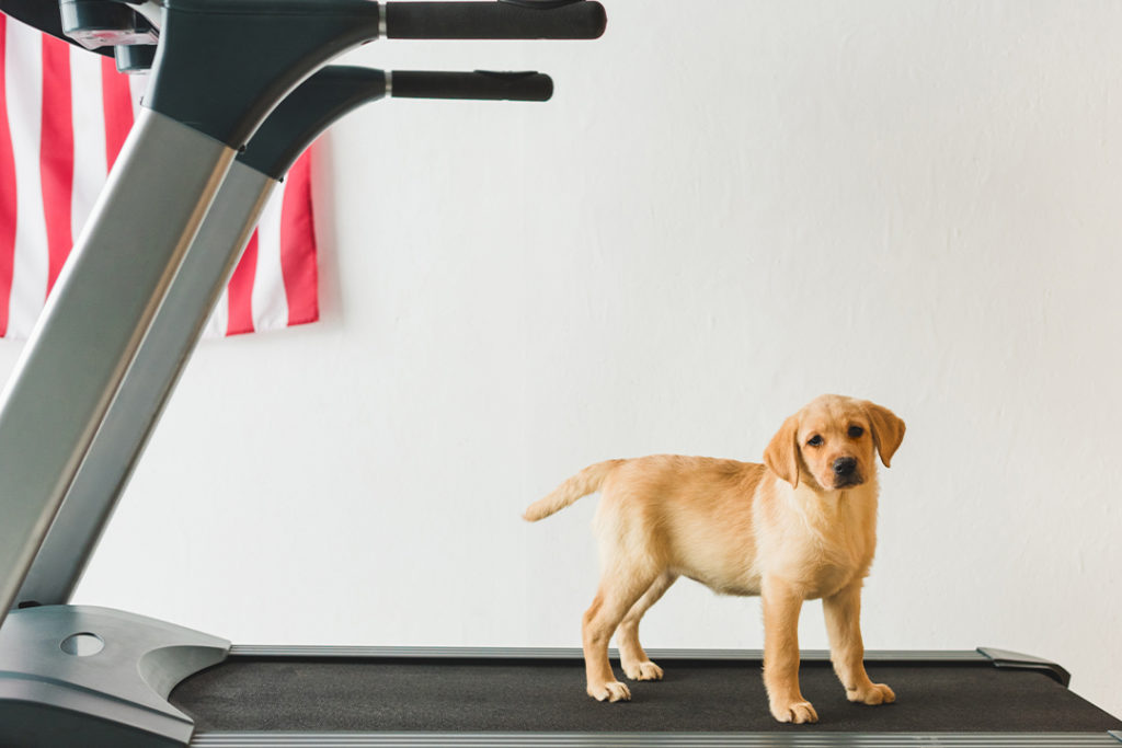 dog on treadmill