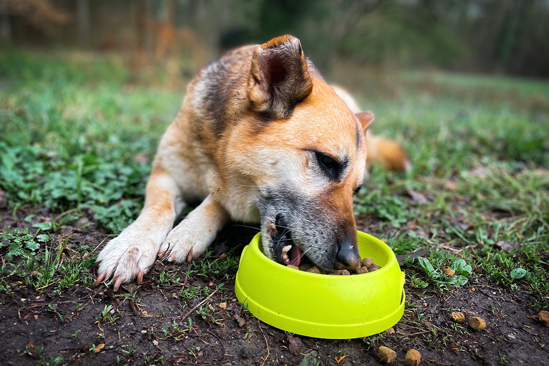 take enough food when camping with your dog