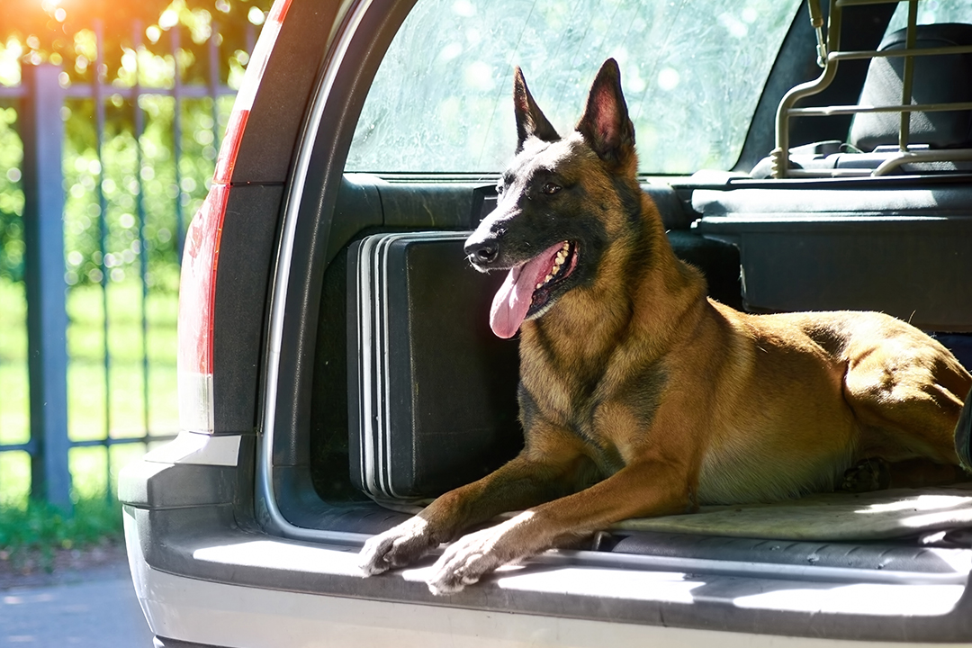 Dog ready to go on a Canine Camping Trip