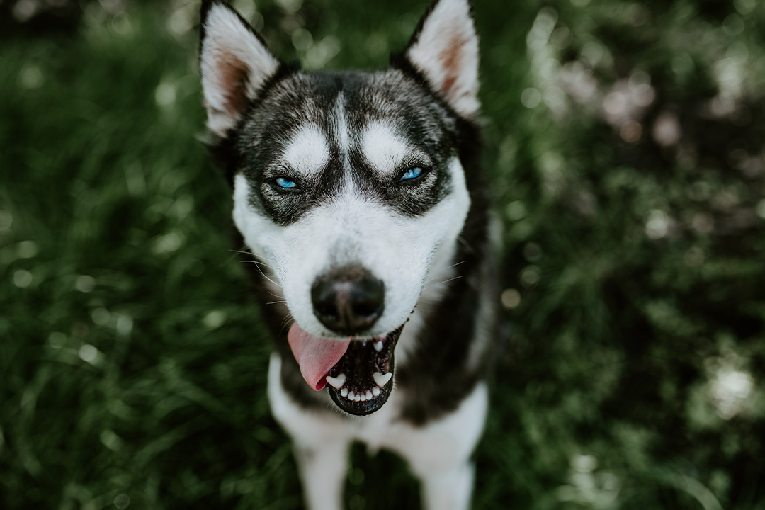 husky panting, excessive panting can be a sign of heat stroke in dogs