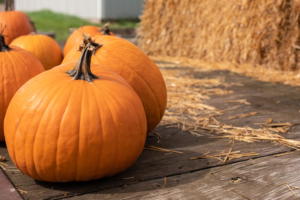 healthy pumpkins