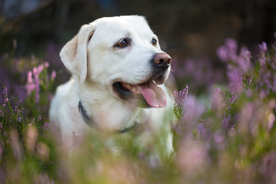 Labrador Retriever perfect Dogs for hiking and backpacking