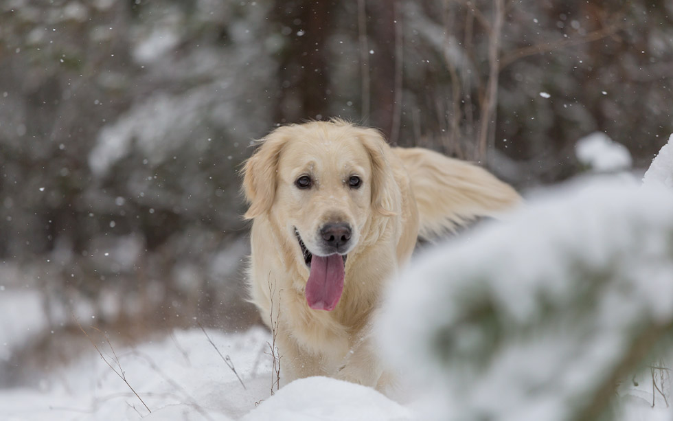 thirsty winter dog