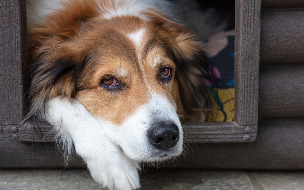 cozy dog house