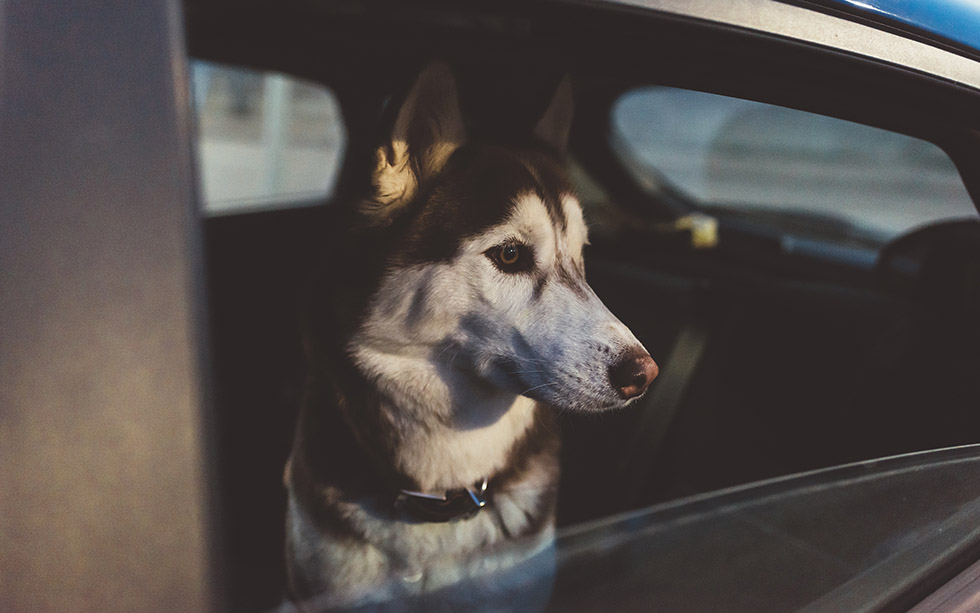 dog left in car