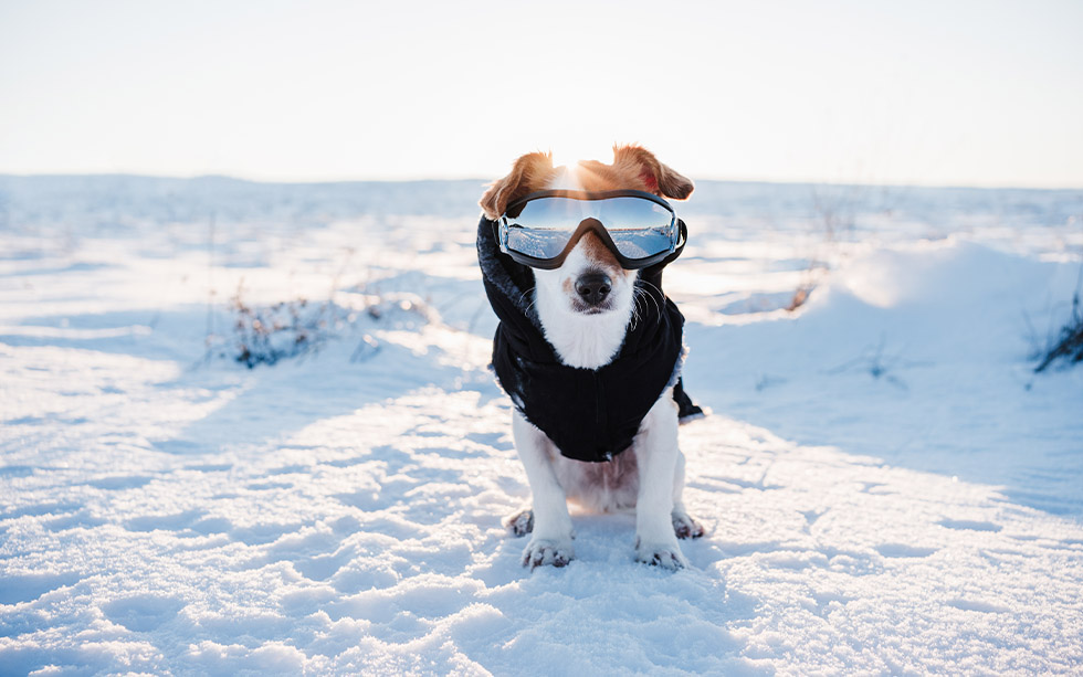 dog winter playtime