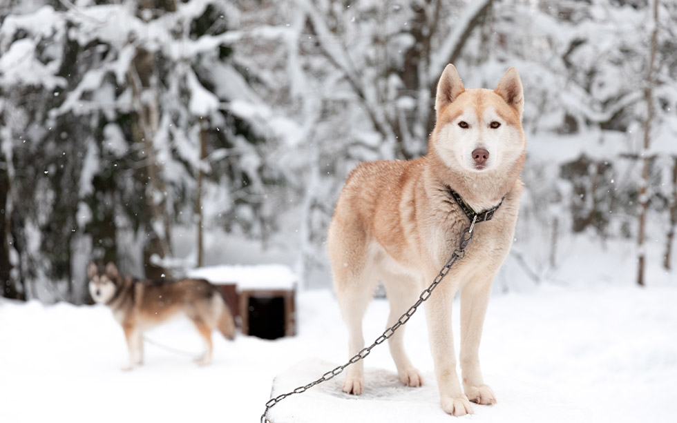 Seven Ways to Keep Your Dog Warm and Safe This Winter 