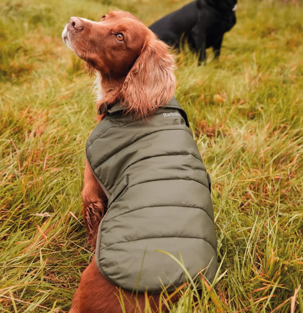 Barbour Quilted Dog Coat is one of the 5 best dog jackets of 2023