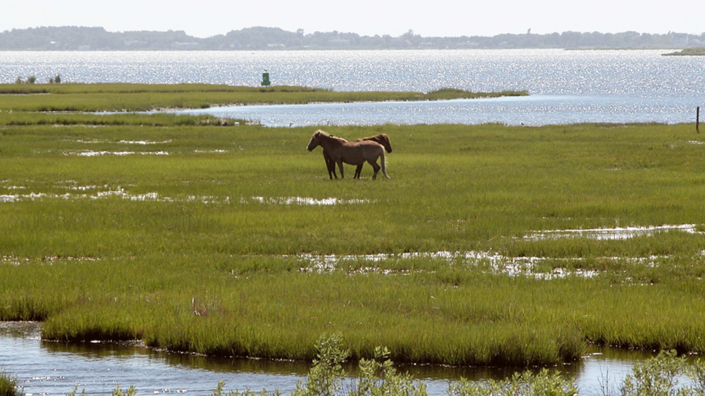 Wild Horses at Assateague Island National Seashore