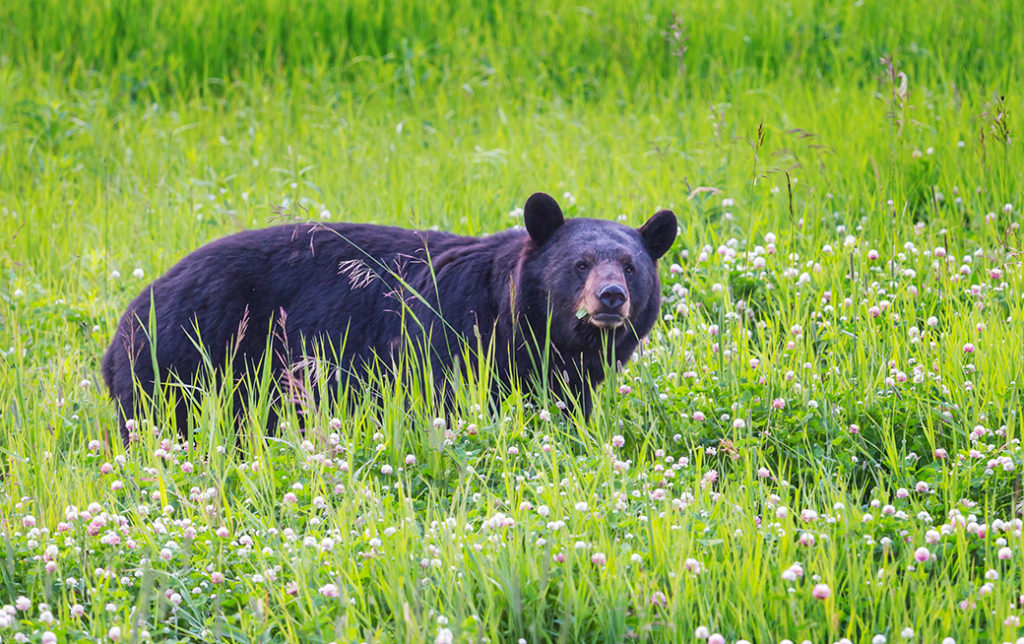 when camping with dogs avoid wildlife like this black bear