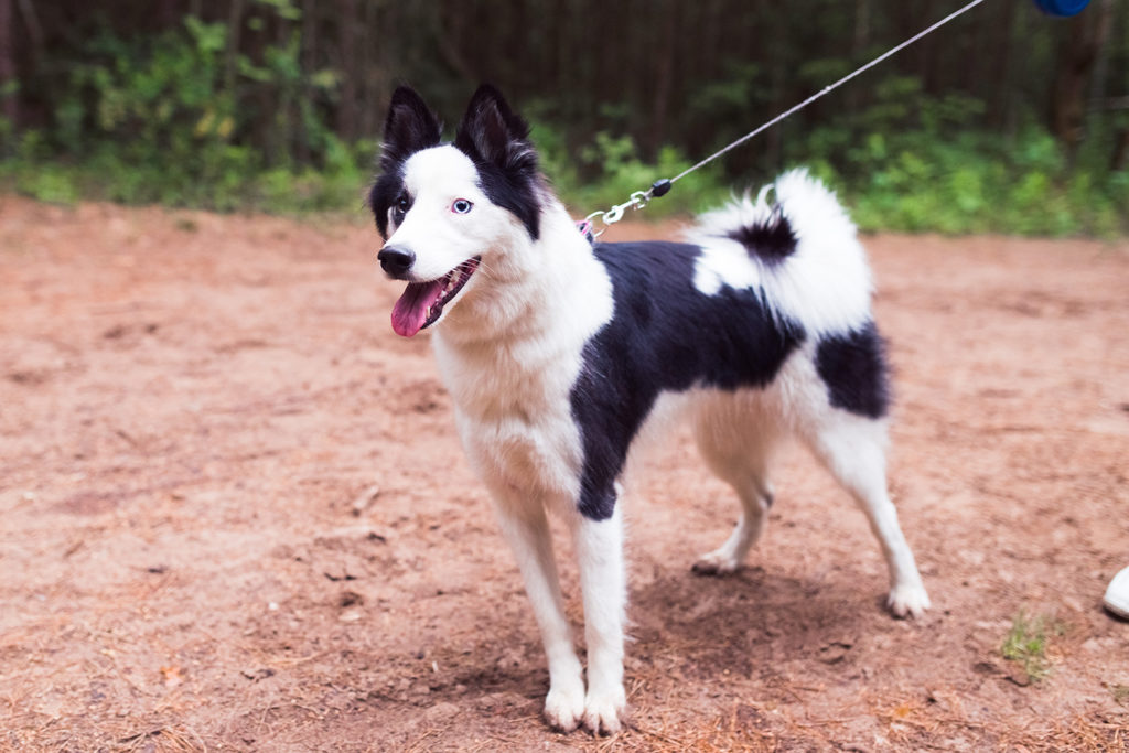 dog on a leash while camping