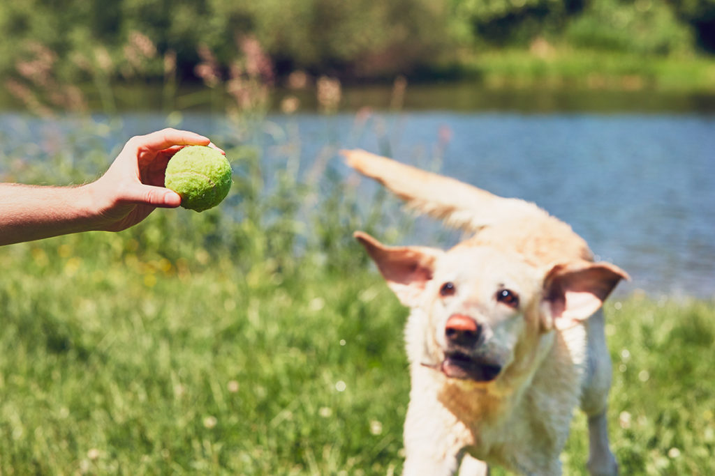 playing with dog to keep him stimulated on camping trip