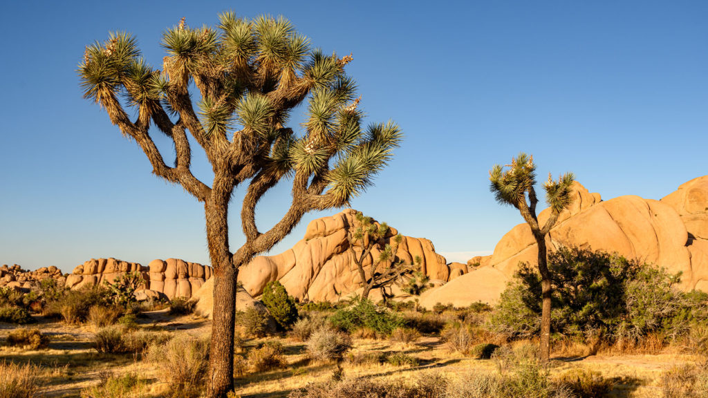 Joshua Tree National Park is a fun place to Backpack with Dogs