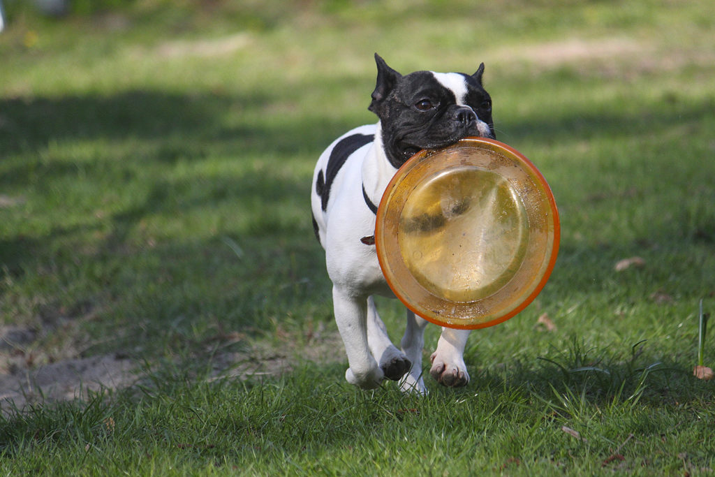 playing frisbee while camping on a budget