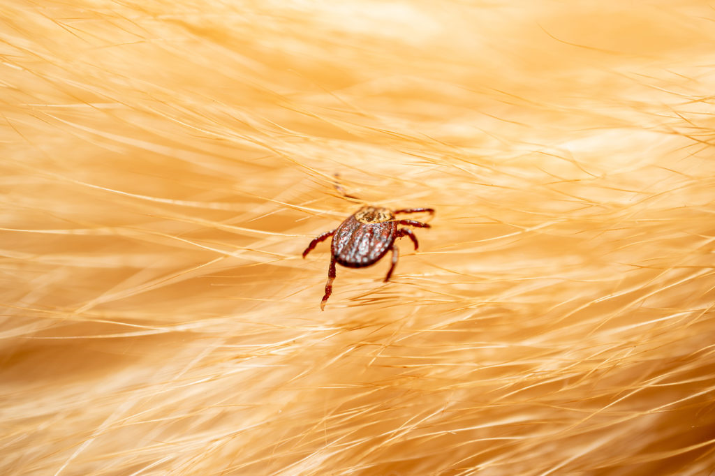 tick on dogs coat