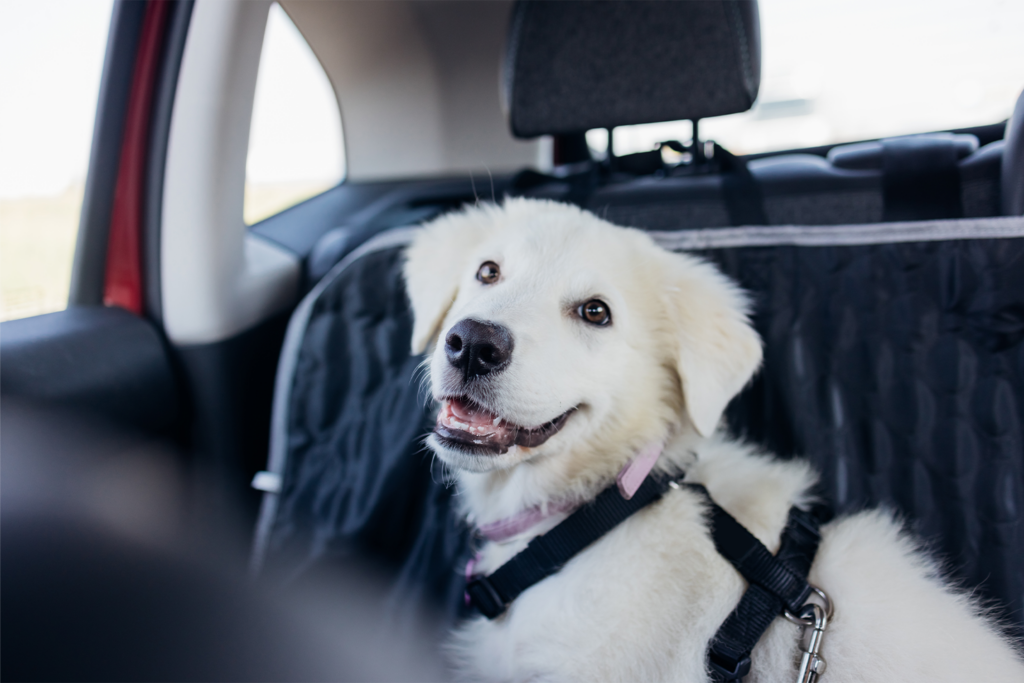 Dog car safety harness